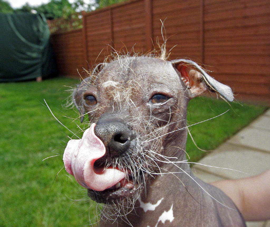 美国"世界最丑狗"比赛,每年都会举办一次,来看看其中的佼佼者吧