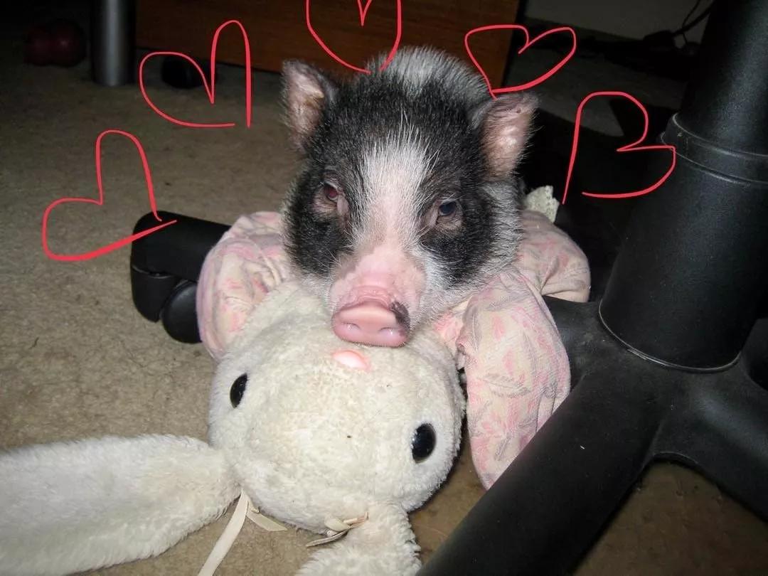 二哈过生日,主人送它一头迷你猪,没想到三个月后