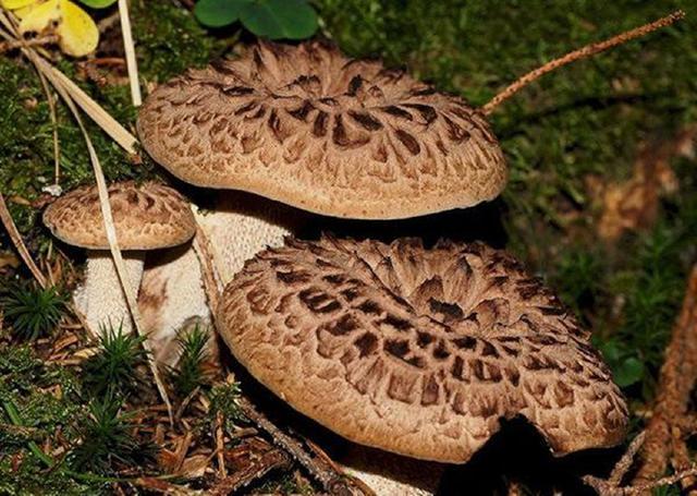 中国最贵7大野生菌,吃过3种算你厉害,全吃过不是商贩就是土豪