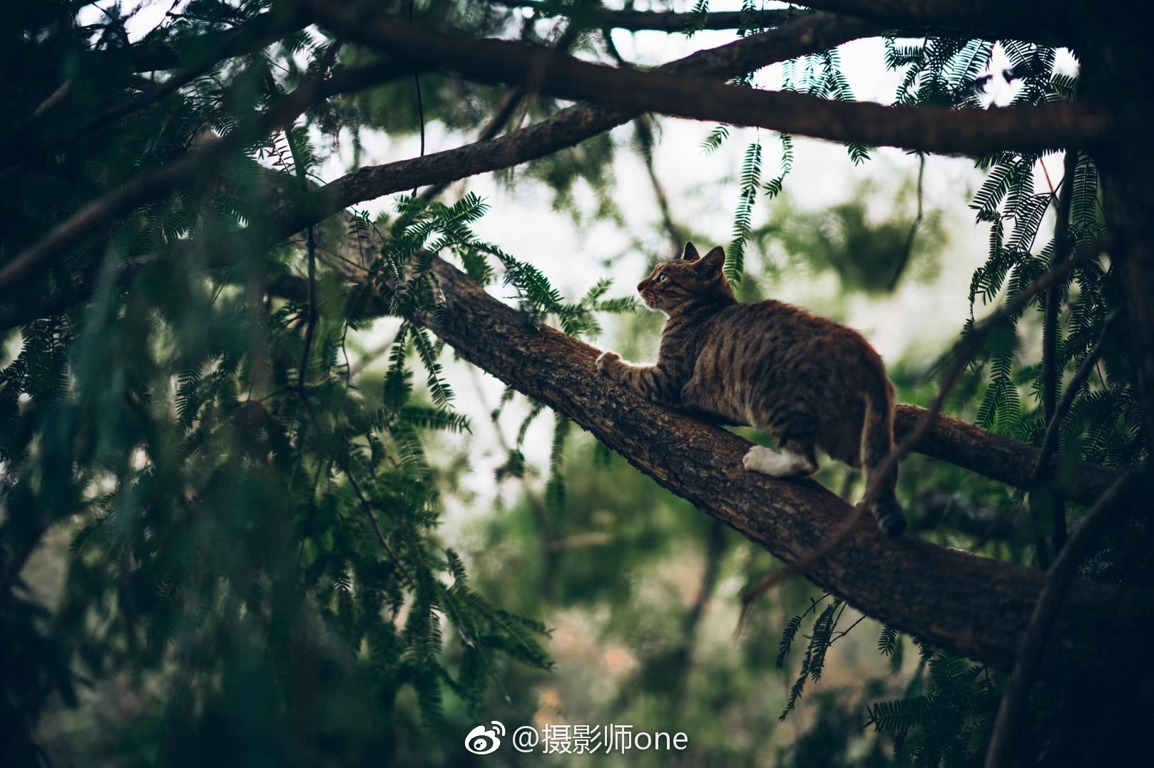 上海有些地方有很多的野猫咪,冬天来了,去看看他们|野猫|阿ken|流浪猫|拍摄|上海_新浪新闻