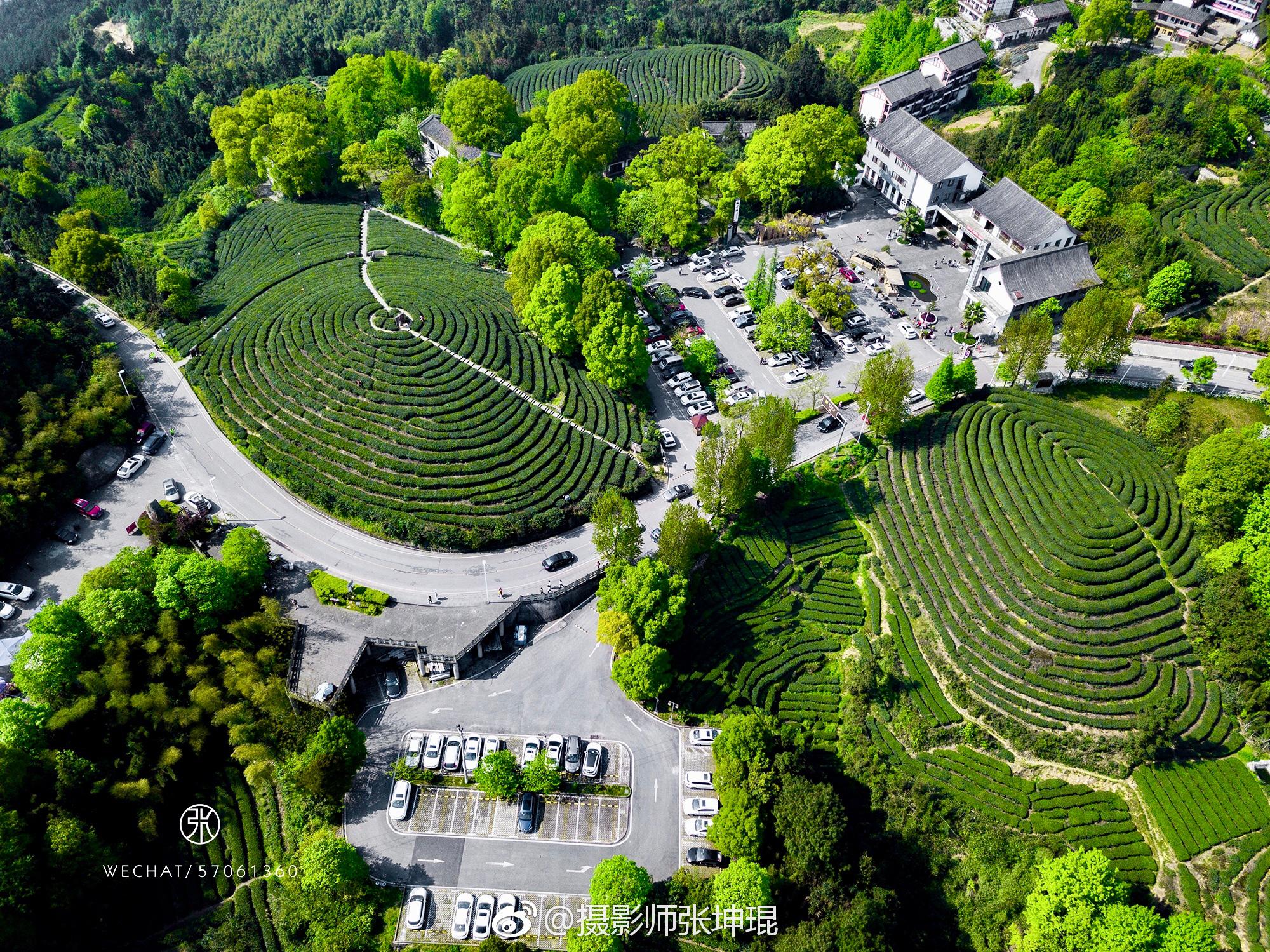 永川茶山竹海的春天来了,满眼的绿色以及热到旋转的清明.|永川|茶山竹