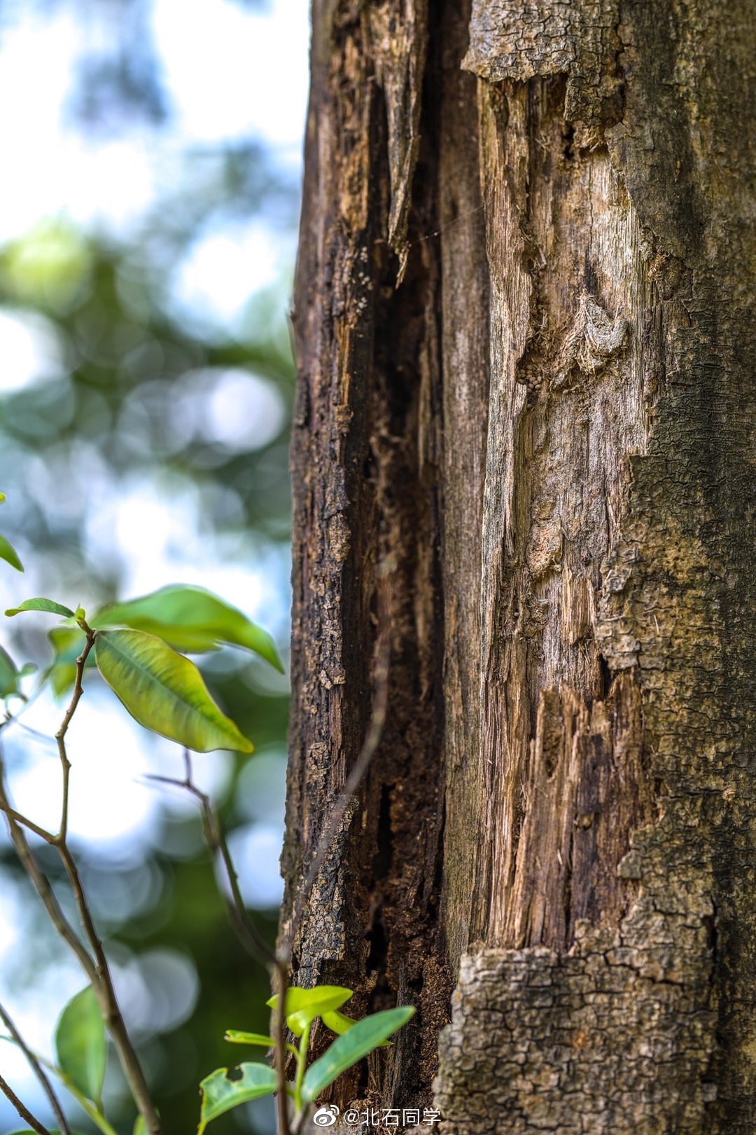 的前世今生,莞香,可以理解为东莞出产的沉香,简单说就是人为把莞香树