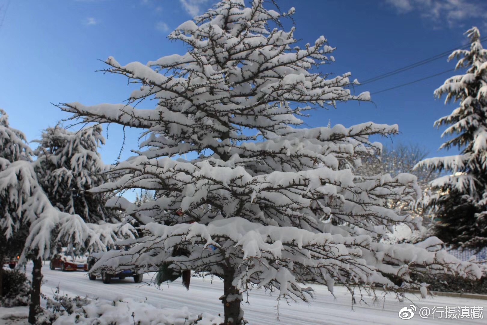 青松精神永传承 共产党人坚韧品格