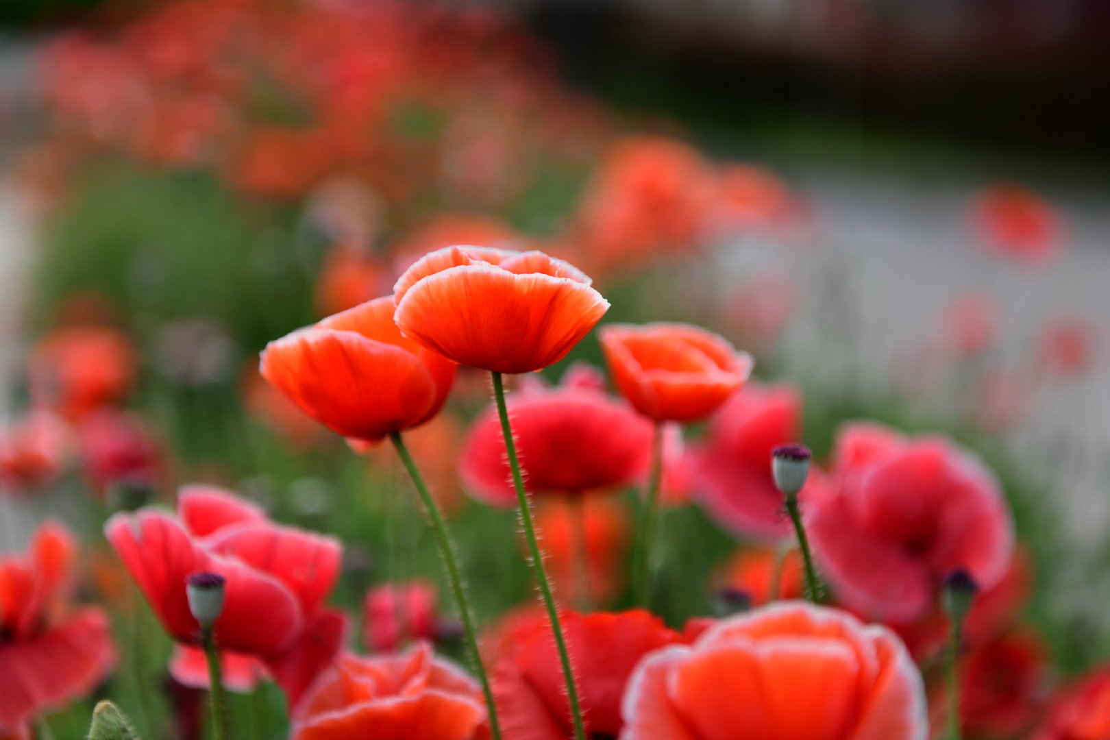 冰岛虞美人,大红色一片的效果也蛮好的