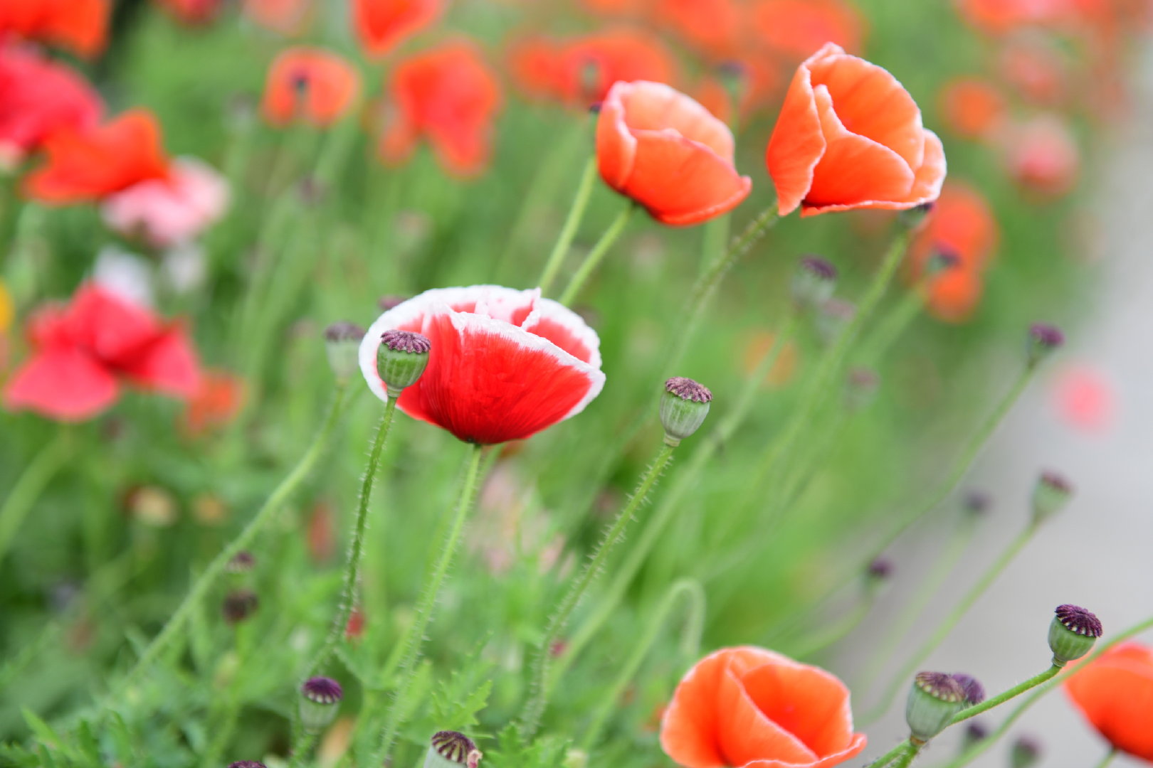 冰岛虞美人,大红色一片的效果也蛮好的