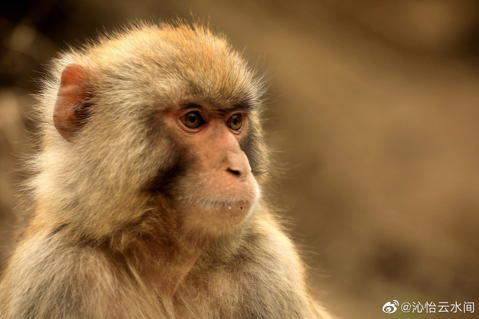 五龙口风景区.猴山