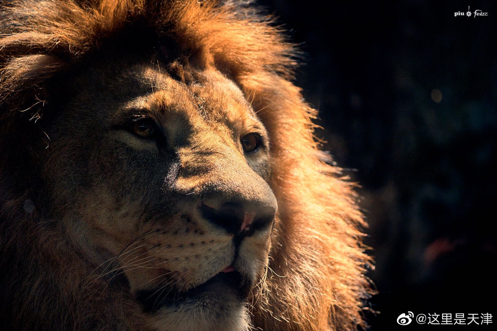 在天津动物园拍摄《狮子王》剧照! by@祝昭飞-feizz