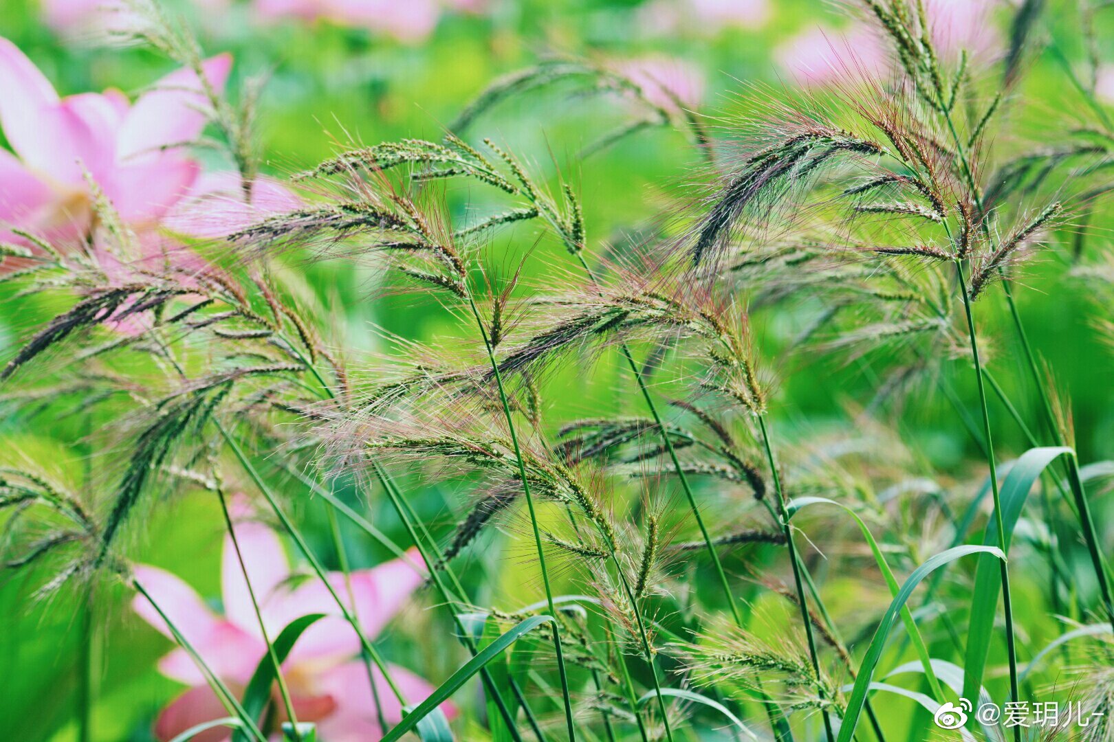 长芒稗的芒刺成熟了原创摄影中国图库冯飞燕中国图库tukuchina