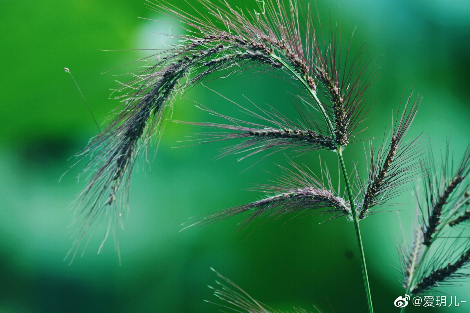 长芒稗的芒刺成熟了原创摄影中国图库冯飞燕中国图库tukuchina