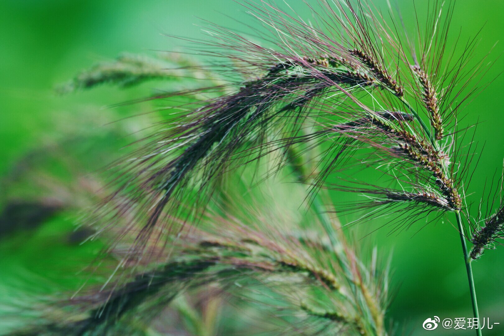 长芒稗的芒刺成熟了原创摄影中国图库冯飞燕中国图库tukuchina