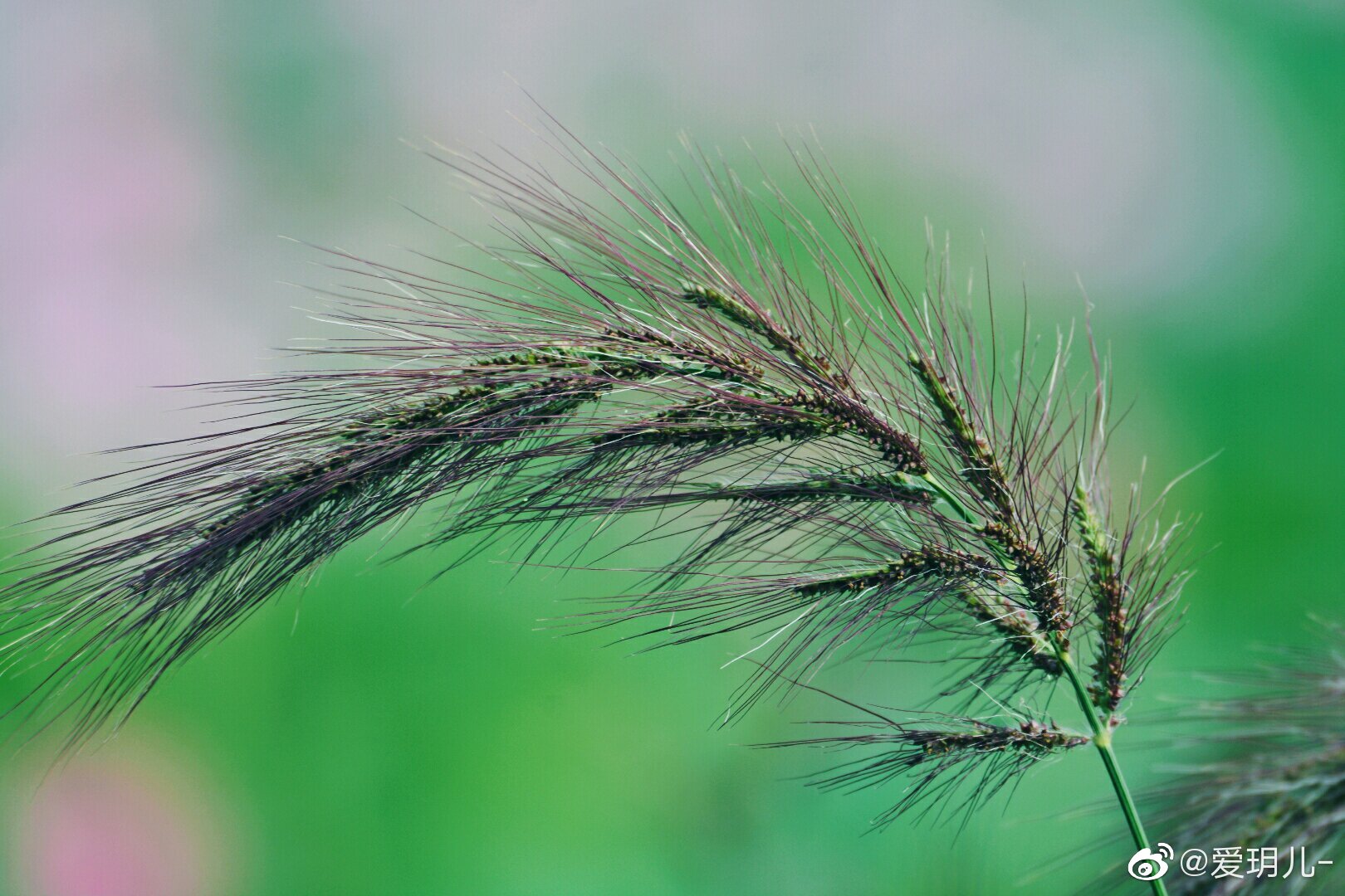 长芒稗的芒刺成熟了原创摄影中国图库冯飞燕中国图库tukuchina