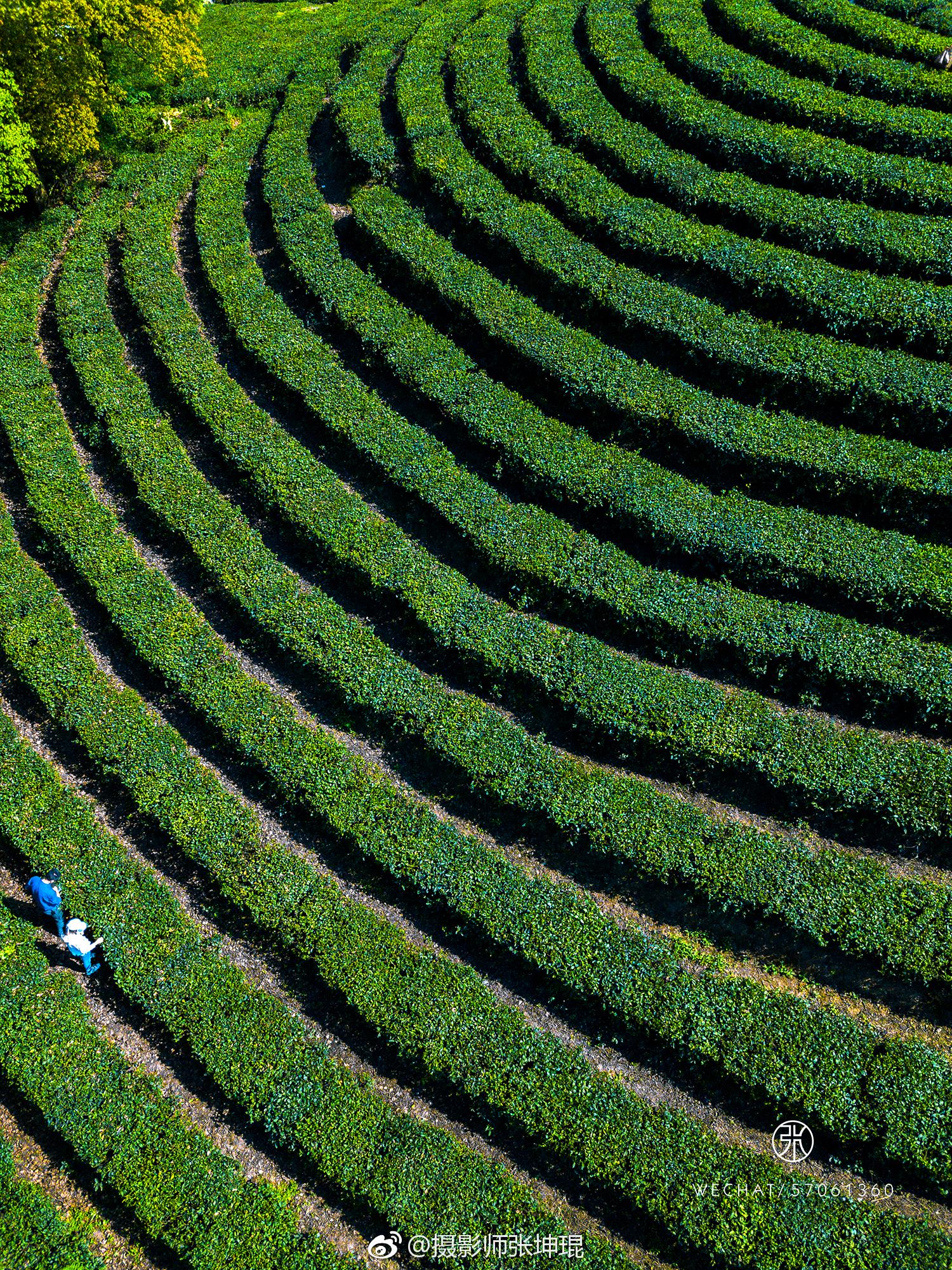 永川茶山竹海的春天来了,满眼的绿色以及热到旋转的清明.