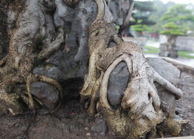 男子低价买回一棵百年的盆景树悉心培育5年现有人出价182万