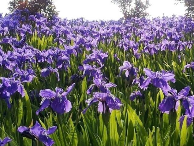 而我国比较时髦的观赏性鸢尾花中,最常见的就是法国鸢尾花了,其小花朵