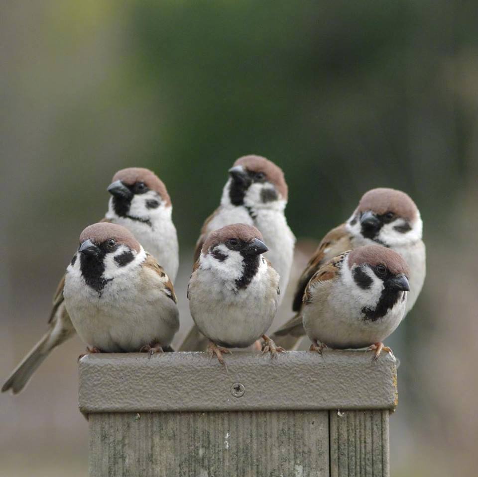 可爱小肥啾(twi:中野さとる)