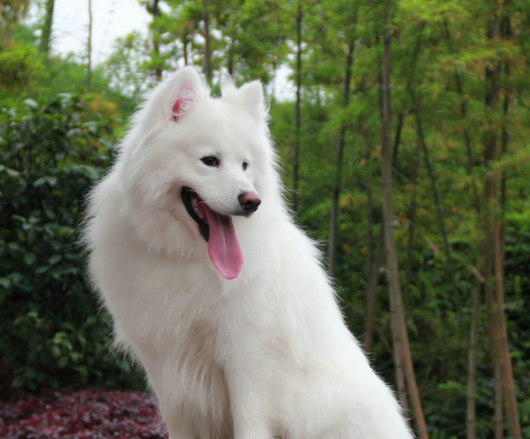 加泰罗尼亚牧羊犬的介绍