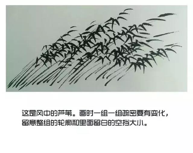 超详细国画入门教程,教你芦苇的画法
