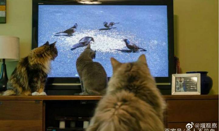 猫会看电视吗?|猫|猫狗|看电视_新浪新闻