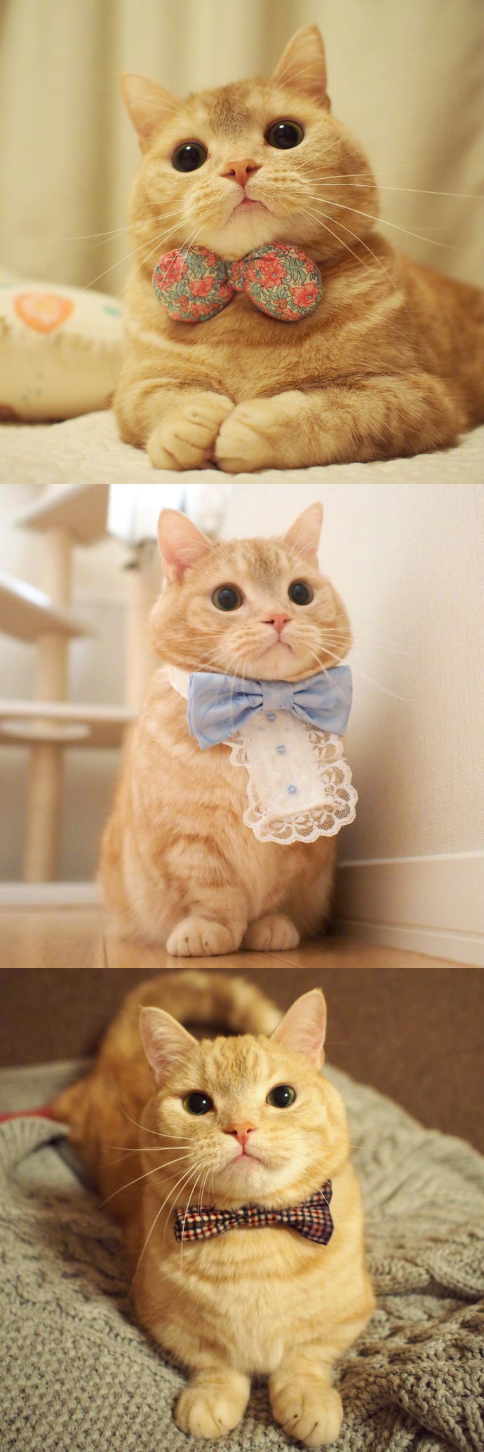 生活是不会为难我这只小橘猫的,毕竟这么可爱!