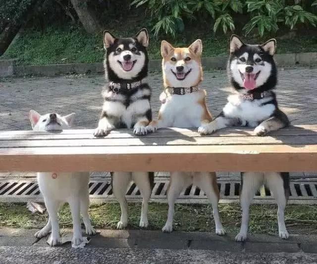 6个极为难得的搞笑抓拍画面:这狗狗好销魂,第五个表情真是绝了!