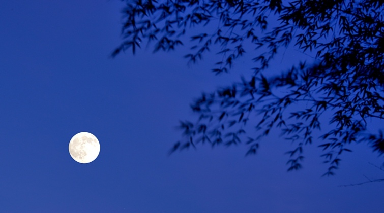 月夜竹林_高清图集_新浪网