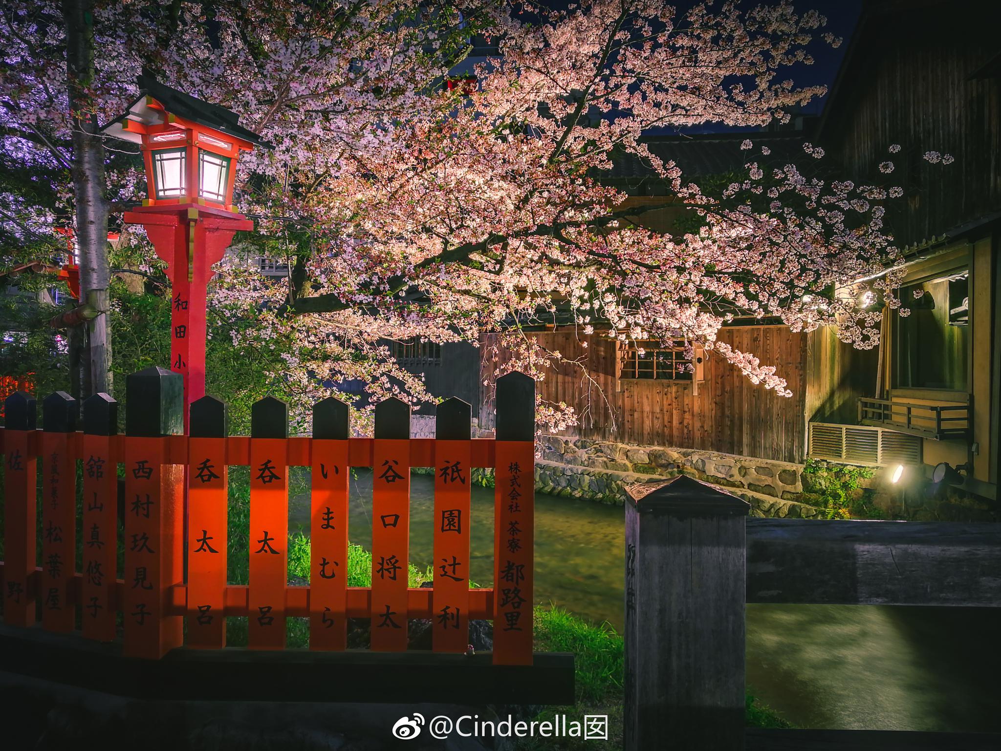 京都是夜樱最佳观赏地,因为可以欣赏夜樱的地方实在太多