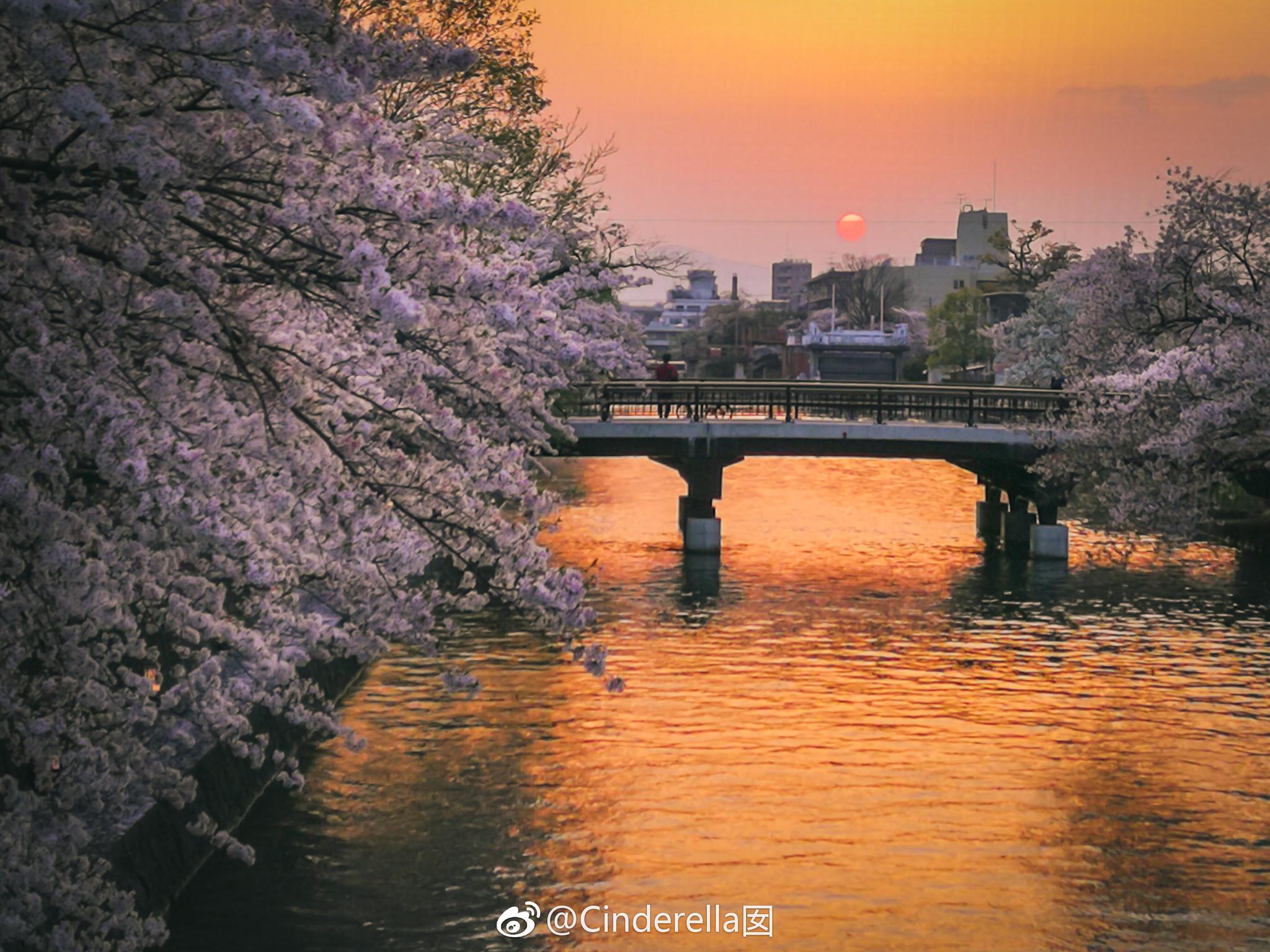 京都是夜樱最佳观赏地,因为可以欣赏夜樱的地方实在太多