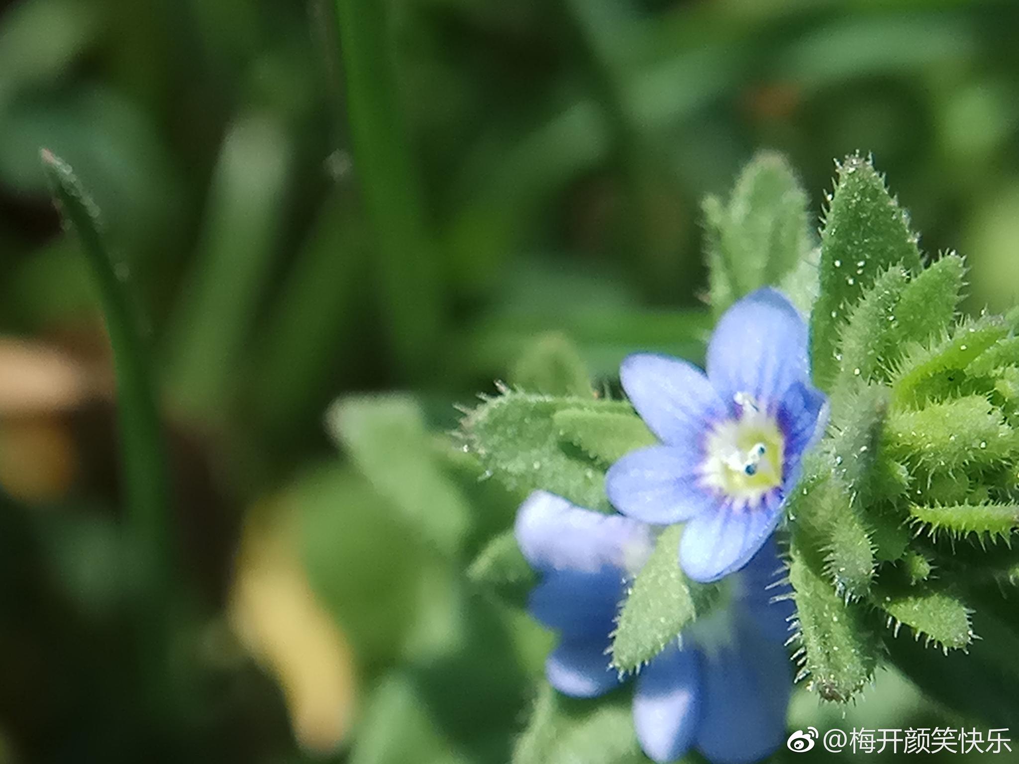 直立婆婆纳veronicaarvensisl玄参科婆婆纳属一年生小草本