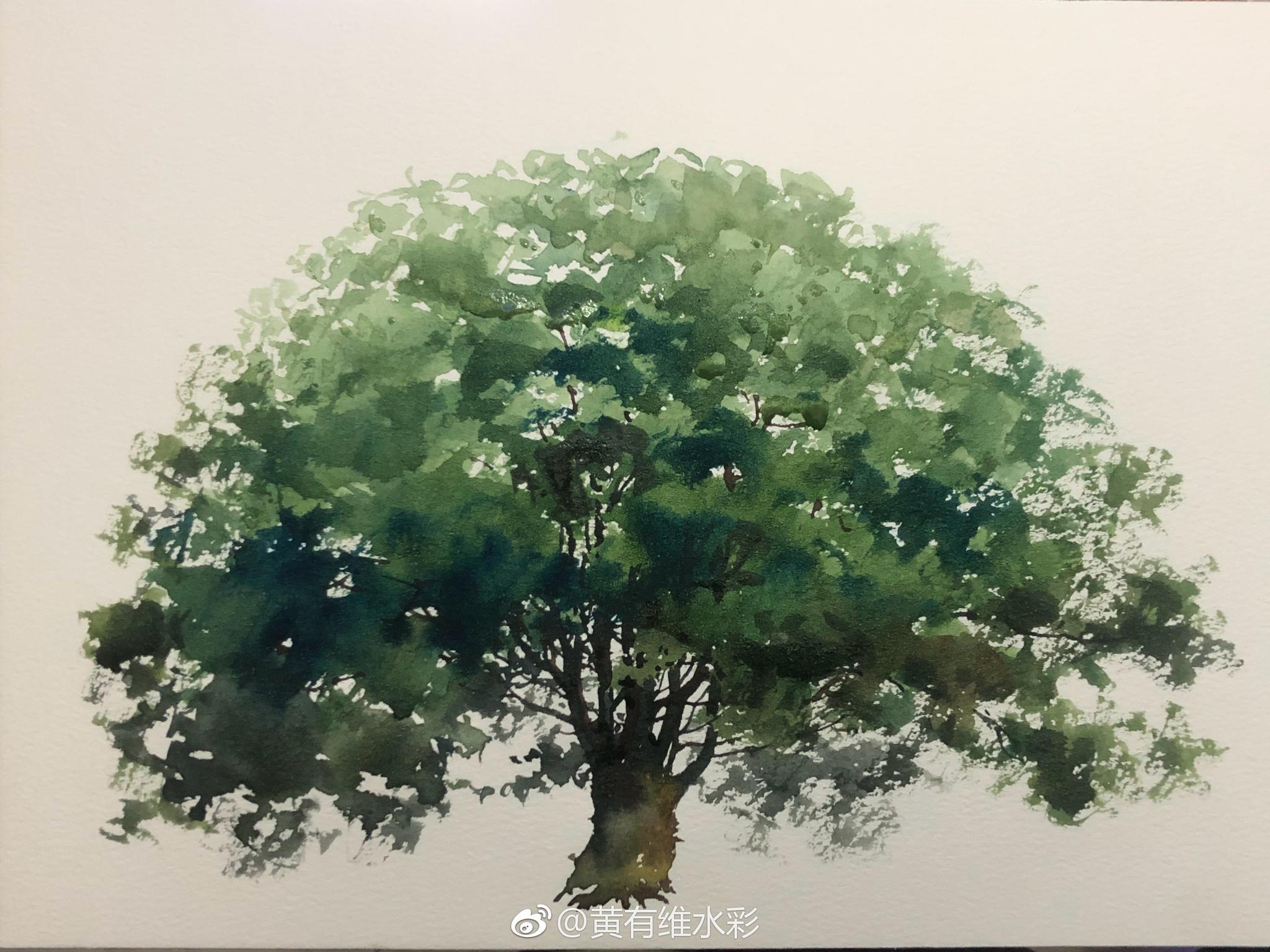 一棵根深叶茂的大树作者:(@黄有维水彩)