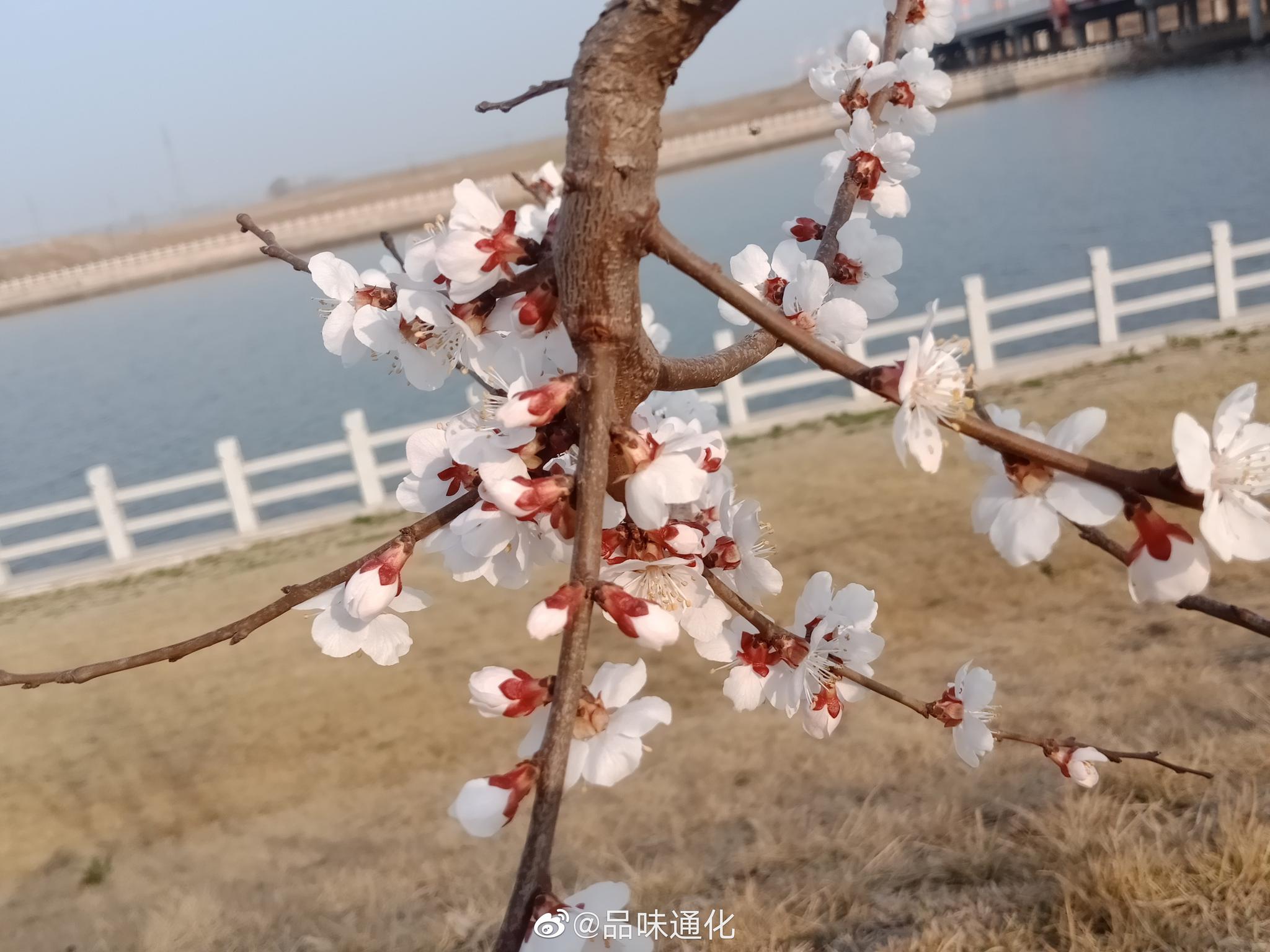 杏花!我们这里没有梅花,每年红杏花开我都当梅花来赏!