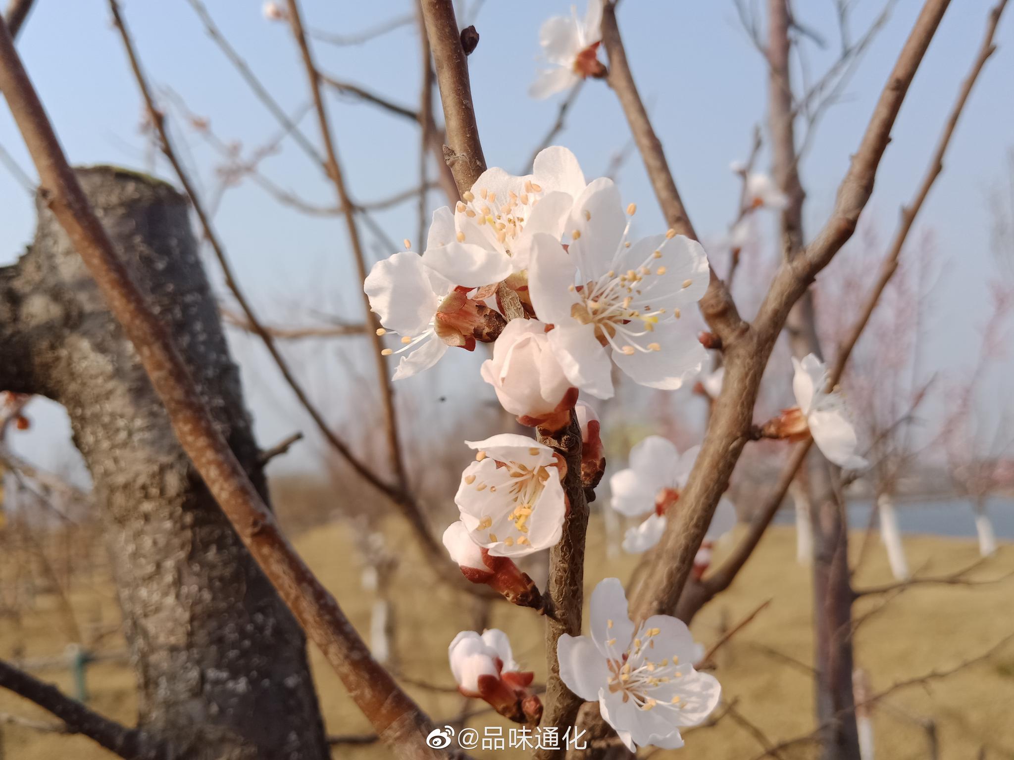 杏花!我们这里没有梅花,每年红杏花开我都当梅花来赏!