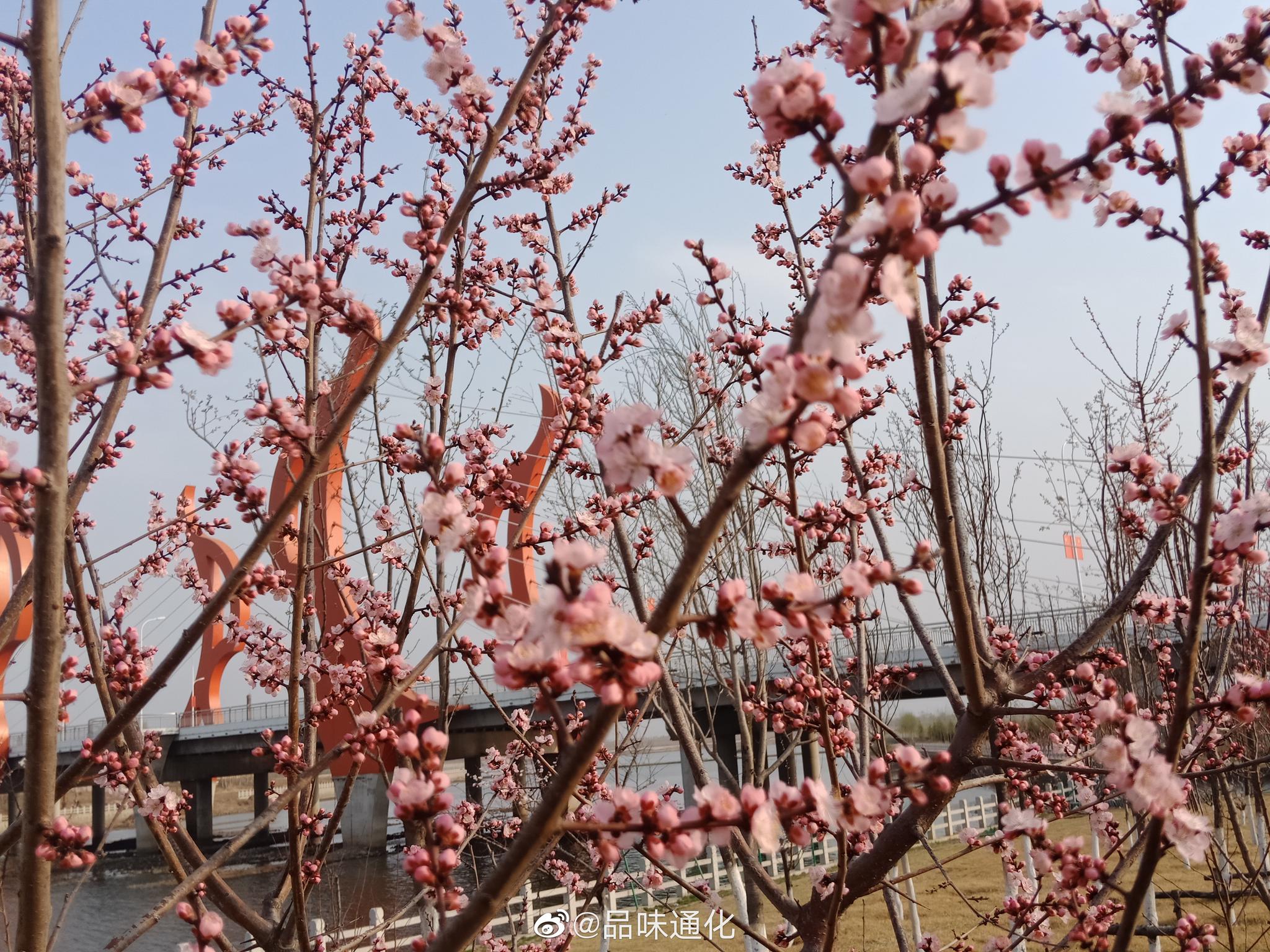 杏花!我们这里没有梅花,每年红杏花开我都当梅花来赏!