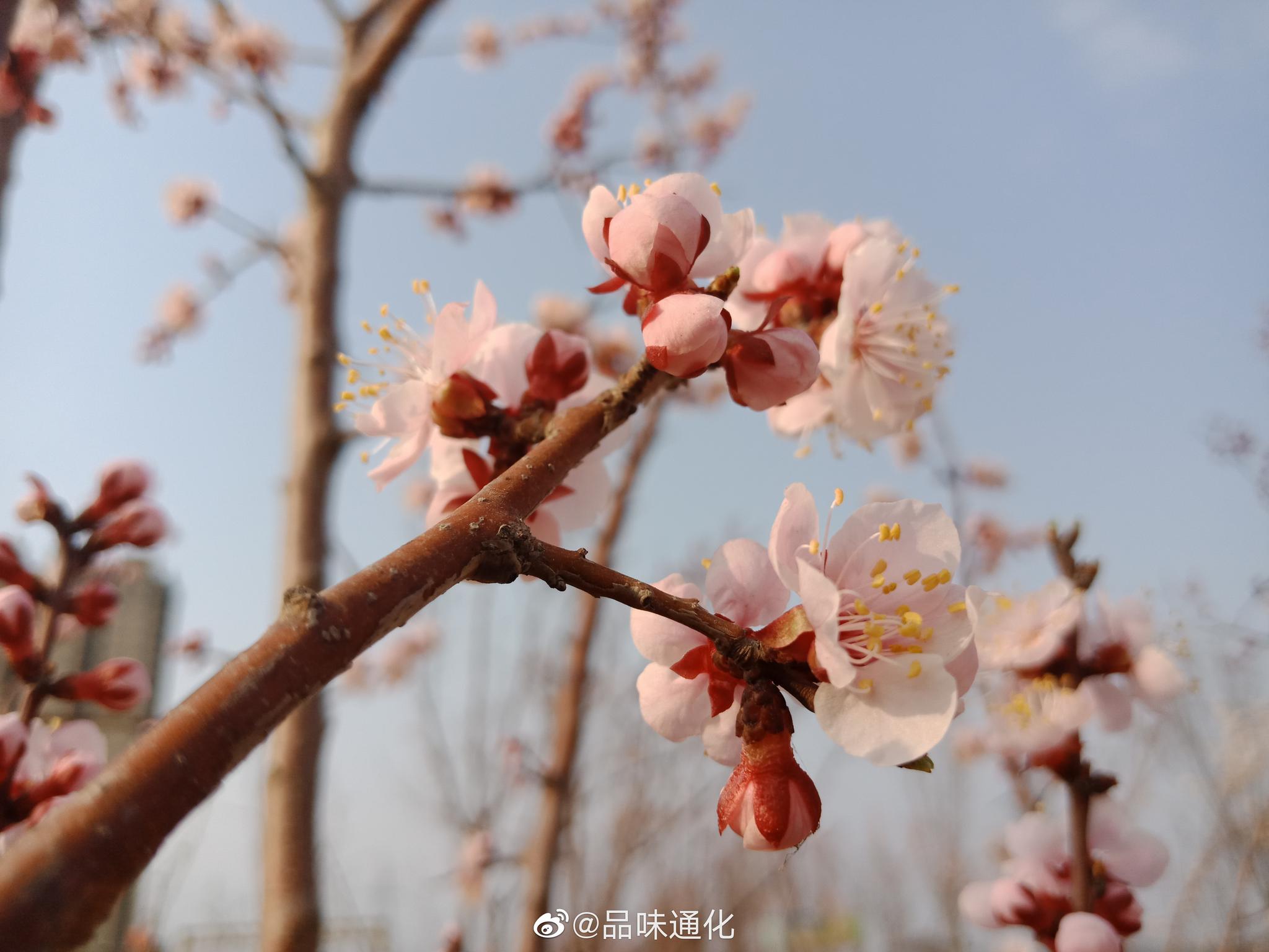 杏花!我们这里没有梅花,每年红杏花开我都当梅花来赏!