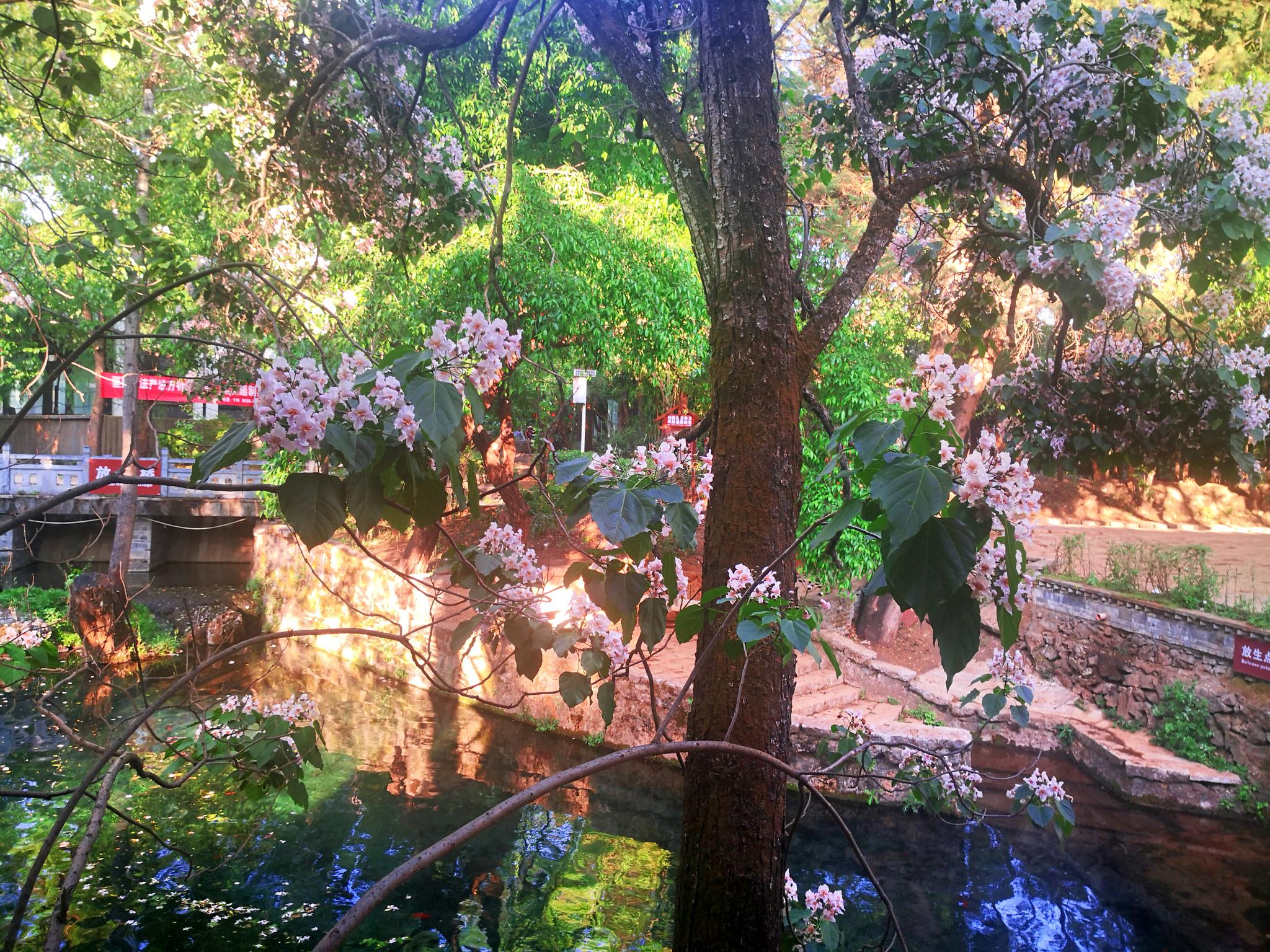 束河古镇九鼎龙潭处,一树紫色,倒影在绿色的水中,难言的婀娜