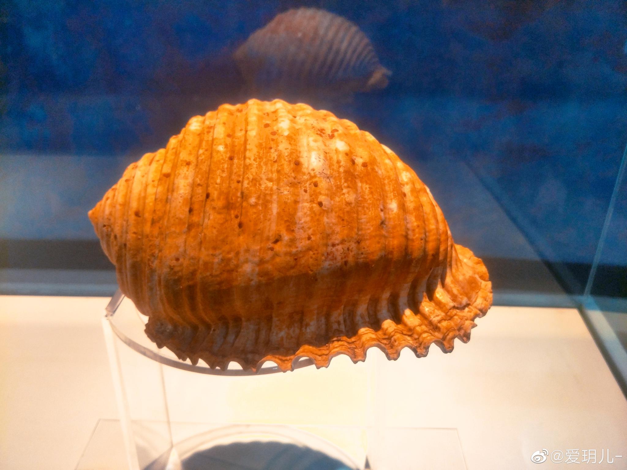 大连星海广场贝壳博物馆海洋中的活化石鹦鹉螺贝壳(图一和图九)@中国