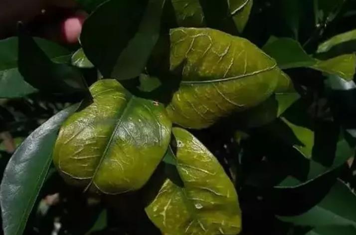 柑橘什么时候喷施硼肥合适硼加上磷酸二氢钾一起用效果倍增