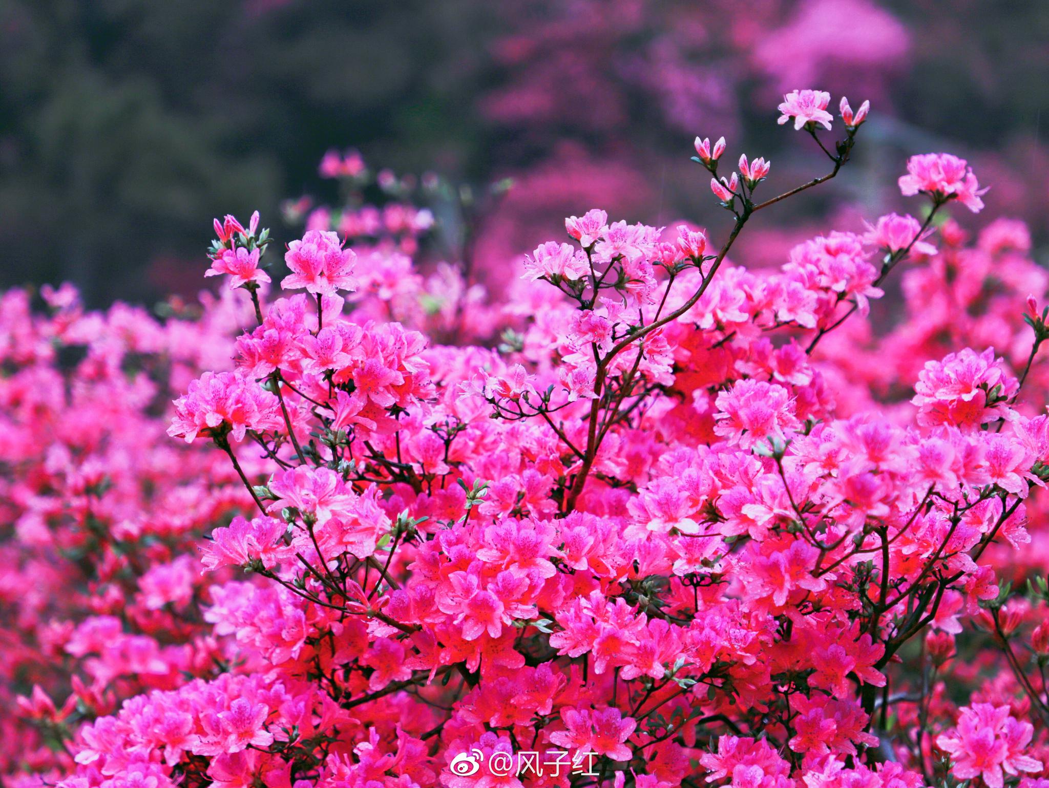 红了,红了,漫山遍野的映山红,美哭了!武汉云雾山的杜鹃花海红了