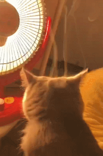 猫咪靠近电热扇,结果头顶冒烟,猫咪:快过年了,我烫个头不行啊