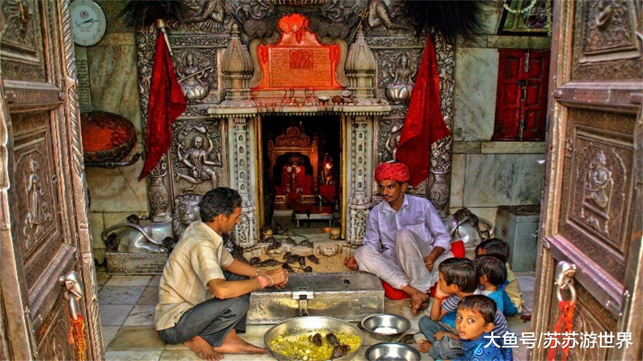 印度寺庙供奉上万只老鼠吃喝比人还好信徒视老鼠如家人