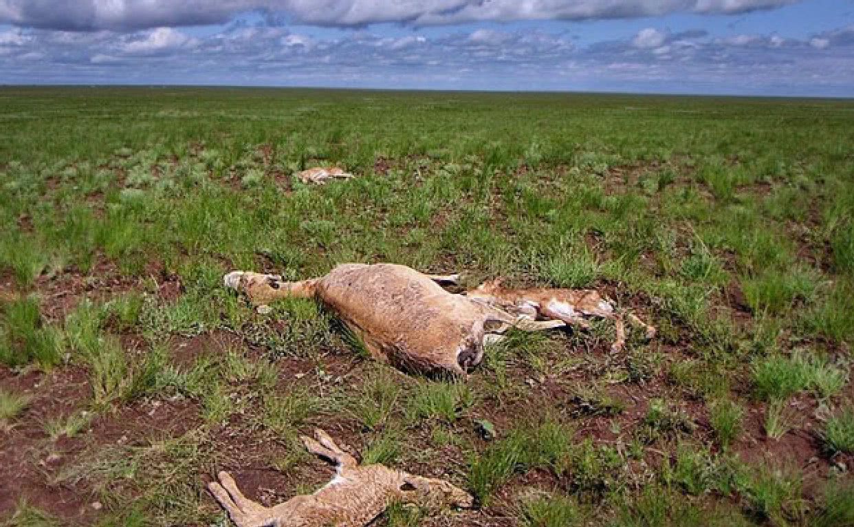 草原惊现大量动物尸体,尸横片野让人害怕,凶手竟是一种病毒!