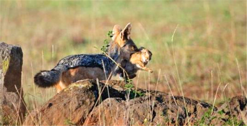 胡狼首次捕到食物,舍不得吃一直叼着炫耀,结果下秒就悲剧了
