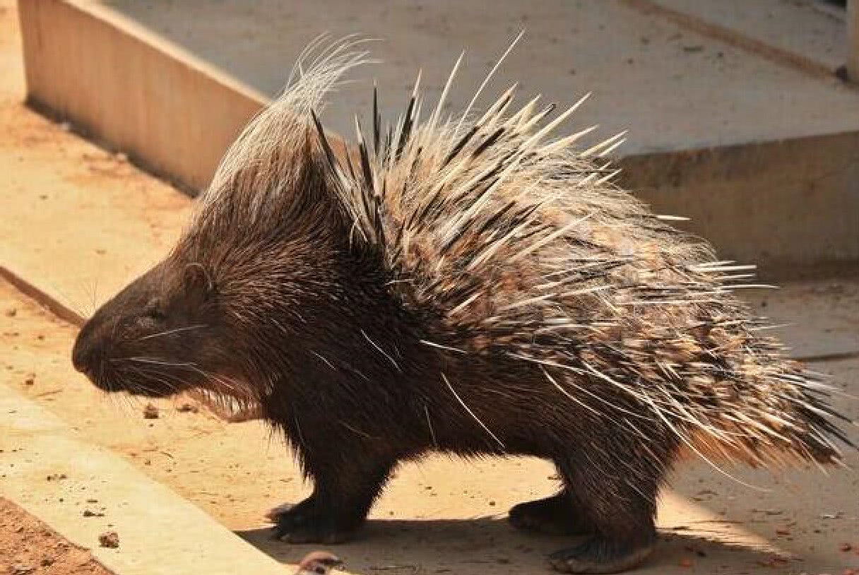 接码平台推荐豪猪