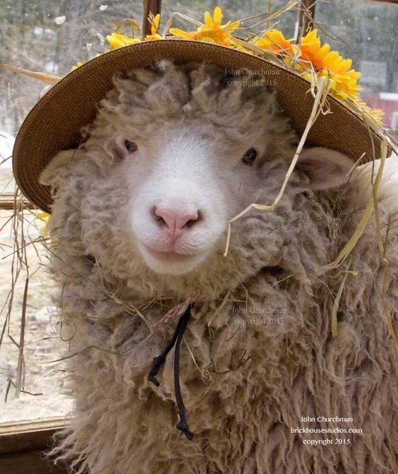 这只叫sweetpea的羊咩咩简直太可爱辽甜甜的心都要化啦