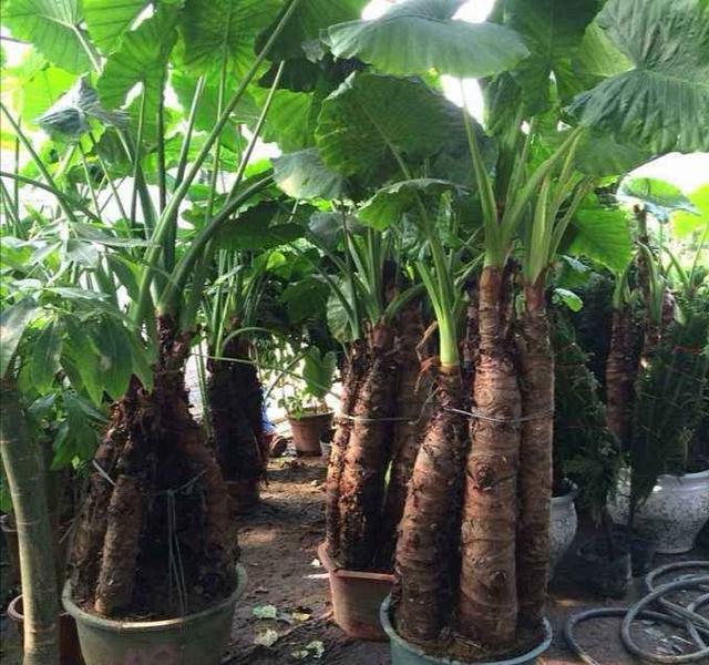 这种绿植像芋头可千万别吃会有生命危险它连滴下的水都有毒