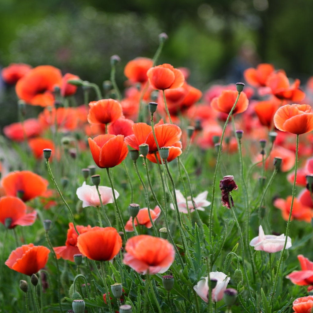 冰岛虞美人,大红色一片的效果也蛮好的