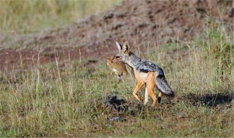 胡狼首次捕到食物,舍不得吃一直叼着炫耀,结果下秒就悲剧了