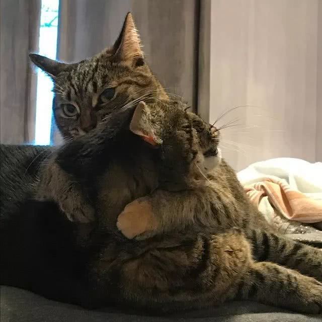 20 张猫咪拥抱图,就是不想离开彼此和小床