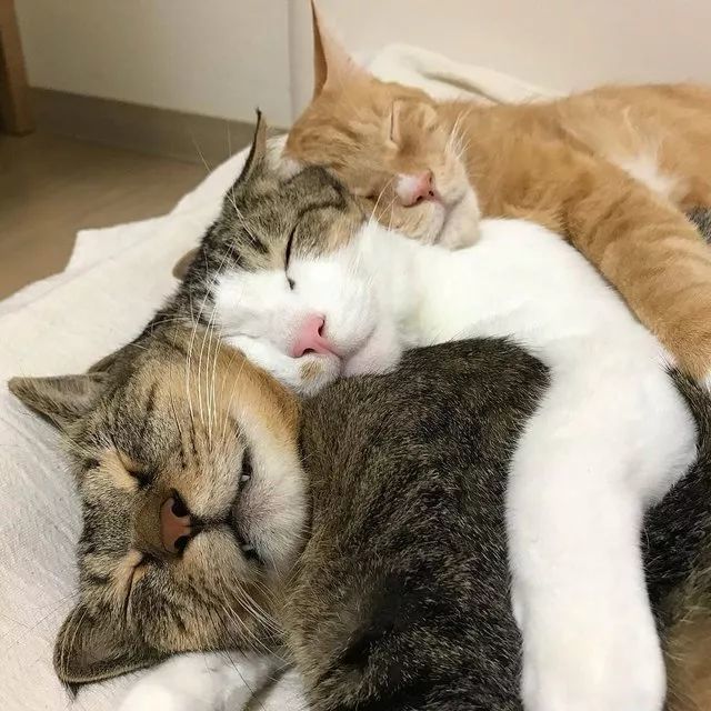 20 张猫咪拥抱图,就是不想离开彼此和小床