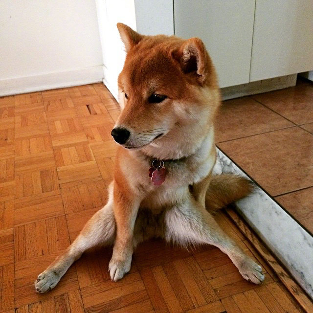 柴犬的秀腿日常给你看看我的大长腿