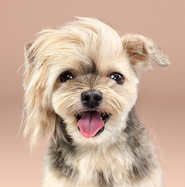 是不是挺可爱的,我最欣赏那只五五开的狗狗,够可爱,最后这只也挺呆,挺